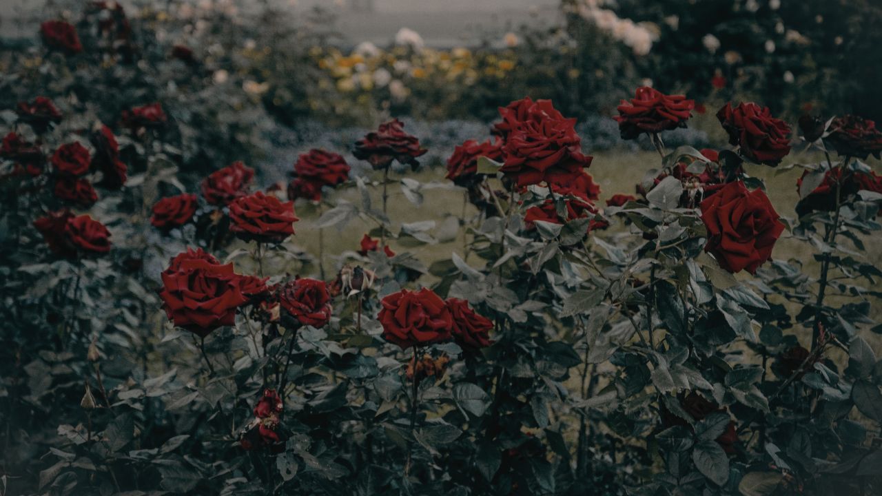 poesia de amor curtas
