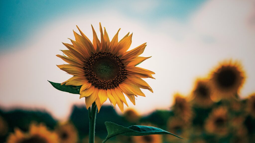 florescer